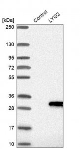 Anti-LYG2 antibody produced in rabbit 