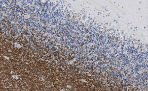Anti-MAG Antibody, clone 1I6 ZooMAb� Rabbit Monoclonal 