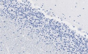Anti-MAG Antibody, clone 1I6 ZooMAb� Rabbit Monoclonal 
