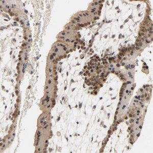 Anti-MAGEA8 antibody produced in rabbit 