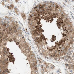 Anti-MANF antibody produced in rabbit 