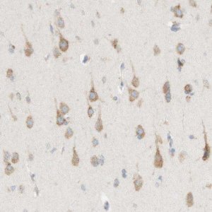 Anti-MANF antibody produced in rabbit 
