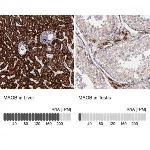 Anti-MAOB antibody produced in rabbit HPA002328-100UL