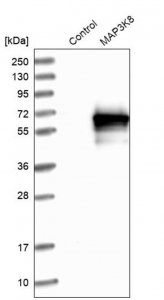 Anti-MAP3K8 antibody produced in rabbit 