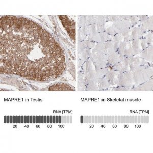 Anti-MAPRE1 antibody produced in rabbit HPA003600-100UL
