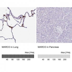 Anti-MARCO antibody produced in rabbit 