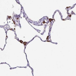 Anti-MARCO antibody produced in rabbit 
