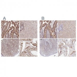Anti-MAVS antibody produced in rabbit 