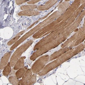 Anti-MB antibody produced in rabbit 