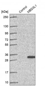 Anti-MBD3L1 antibody produced in rabbit 