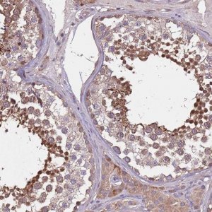 Anti-MBD3L1 antibody produced in rabbit 