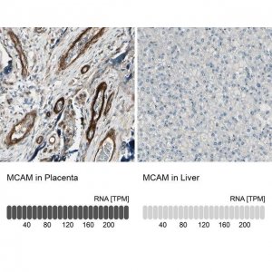 Anti-MCAM antibody produced in rabbit 