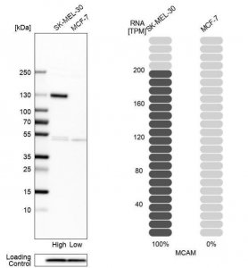Anti-MCAM antibody produced in rabbit 