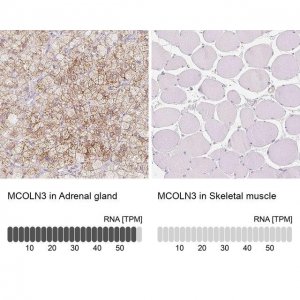 Anti-MCOLN3 antibody produced in rabbit 