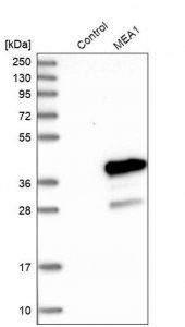 Anti-MEA1 antibody produced in rabbit HPA017921-100UL