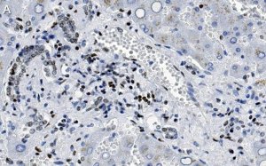 Anti-MeCP2 Antibody, clone 1L20 ZooMAb� Rabbit Monoclonal 