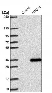 Anti-MED19 antibody produced in rabbit 