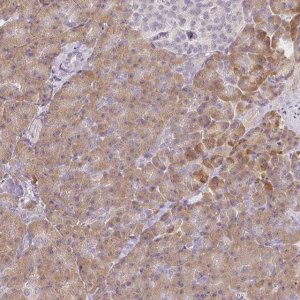 Anti-MED19 antibody produced in rabbit 