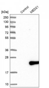 Anti-MED21 antibody produced in rabbit 