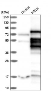 Anti-MELK antibody produced in rabbit 