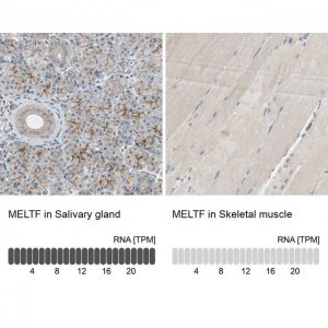 Anti-MELTF antibody produced in rabbit 