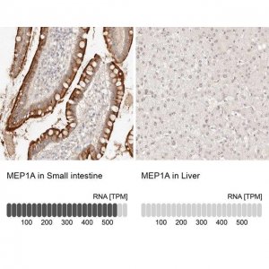 Anti-MEP1A antibody produced in rabbit 