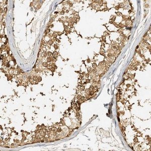 Anti-METTL12 antibody produced in rabbit HPA038533-100UL