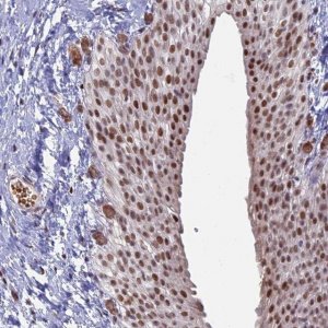 Anti-MFAP1 antibody produced in rabbit 