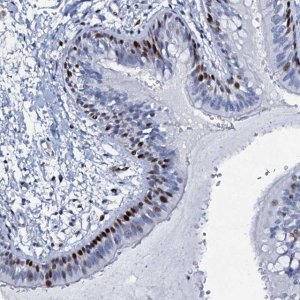 Anti-MFSD5 antibody produced in rabbit 
