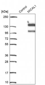Anti-MICAL1 antibody produced in rabbit 