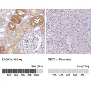 Anti-MIOX antibody produced in rabbit HPA039451-100UL