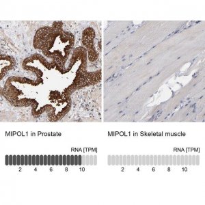 Anti-MIPOL1 antibody produced in rabbit 