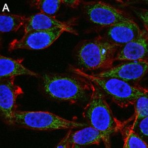 Anti-Mitofusin-2 Antibody, clone 2D19 ZooMAb� Rabbit Monoclonal 