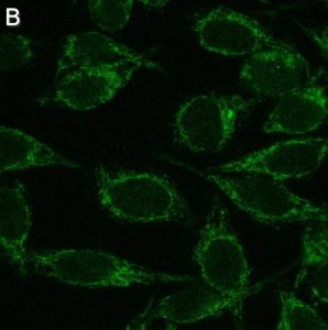 Anti-Mitofusin-2 Antibody, clone 2D19 ZooMAb� Rabbit Monoclonal 