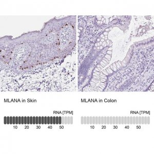 Anti-MLANA antibody produced in rabbit 