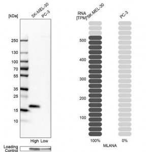 Anti-MLANA antibody produced in rabbit 