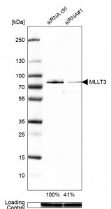 Anti-MLLT3 antibody produced in rabbit 