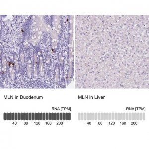 Anti-MLN antibody produced in rabbit 