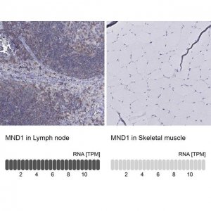 Anti-MND1 