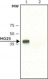 Anti-MO25 antibody produced in rabbit 