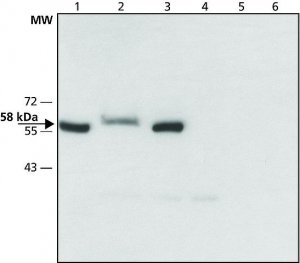 Anti-Monoamine Oxidase B (C-terminal) antibody produced in rabbit 