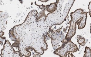 Anti-MOSPD2 Antibody, clone 3C20 ZooMAb� Rabbit Monoclonal 
