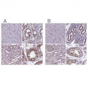 Anti-MPHOSPH8 antibody produced in rabbit 