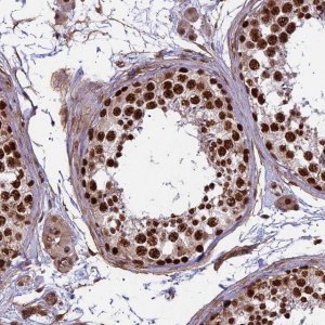 Anti-MPHOSPH8 antibody produced in rabbit 