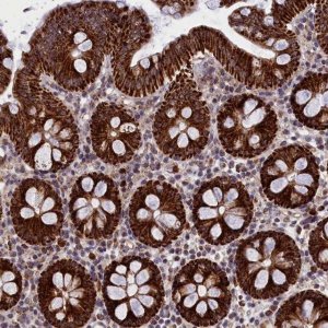 Anti-MPND antibody produced in rabbit 