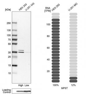 Anti-MPST antibody produced in rabbit HPA001240-100UL
