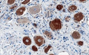 Anti-MRGPRD Antibody, clone 3H7 ZooMAb� Rabbit Monoclonal 