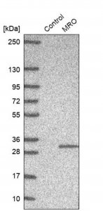 Anti-MRO antibody produced in rabbit HPA022011-100UL