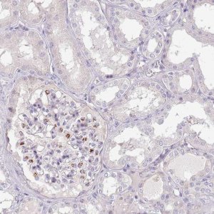 Anti-MRO antibody produced in rabbit HPA022011-100UL