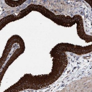 Anti-MRPL38 antibody produced in rabbit 